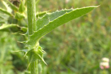 Milk-Thistle-stem-and-leaf