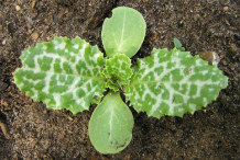 Small-Milk-Thistle-plant