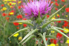Milk-Thistle-Plant