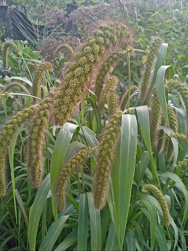 Millet-flower