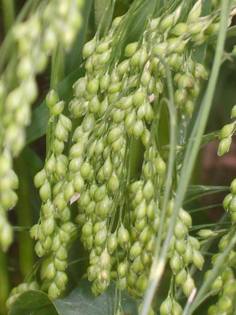 Millet-grains