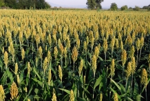 Millet-farm
