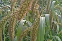 Millet-flower