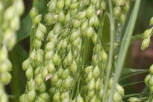Millet-grains