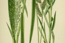 Millet-plant-illustration