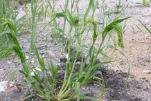 Millet-plant