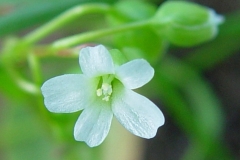 Miners-lettuce-flower