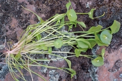 Miners-lettuce-plant