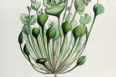 Plant-illustration-of-Miners-lettuce