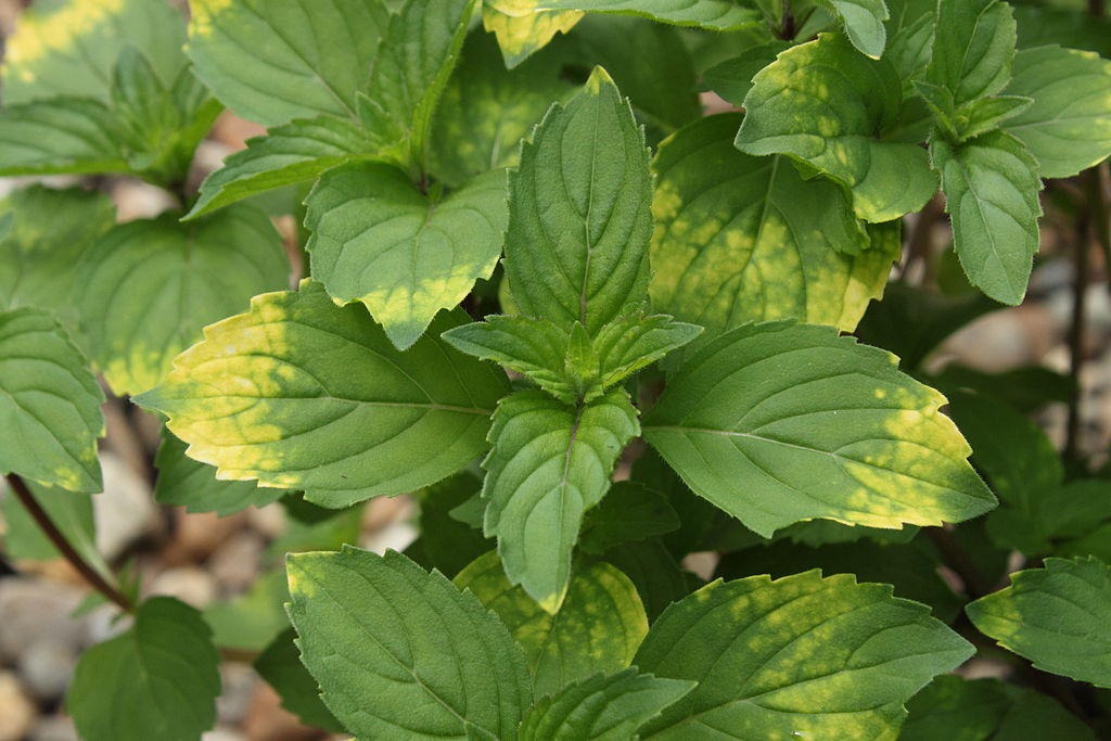 Mint-Savory-leaves
