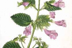 Mint-Savory-Plant-illustration
