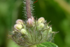 Mint-Savory-flower-buds