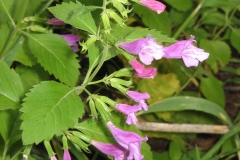 Mint-Savory-flower