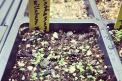 Mint-Savory-seedlings