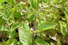 Mint-Savory-stem