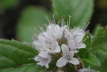 Close-up-flower-of-Mint