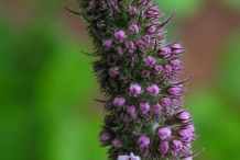 Flower-bud-of-Mint