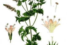 Illustration-of-Mint