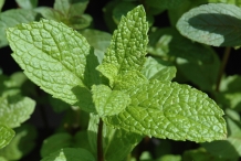 Leaves-of-Mint