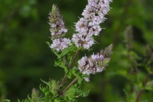 Mint-flower