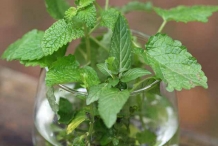 Mint-plant