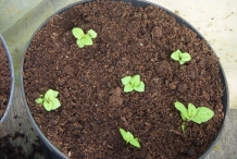 Mint seedlings