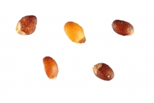 Mint-seeds