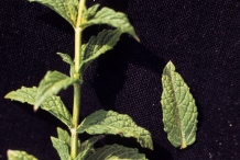 Mint-stem