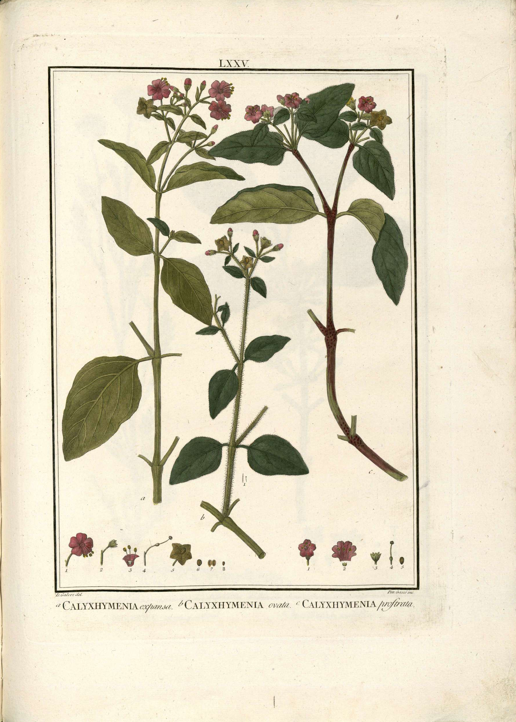 Plant-illustration-of-Mirabilis-expansa