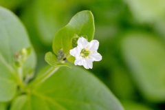 Mirabilis-expansa-flower