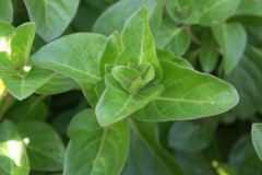 Mirabilis-expansa-leaves