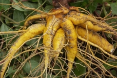 Mirabilis-expansa-roots
