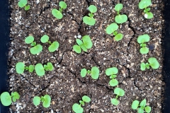 Mirabilis-expansa-seedlings