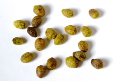 Mirabilis-expansa-seeds