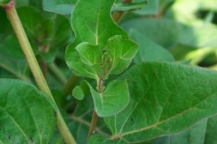 Mirabilis-expansa-stem