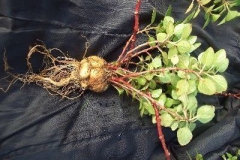Mirabilis-expansa-whole-plant