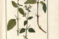 Plant-illustration-of-Mirabilis-expansa