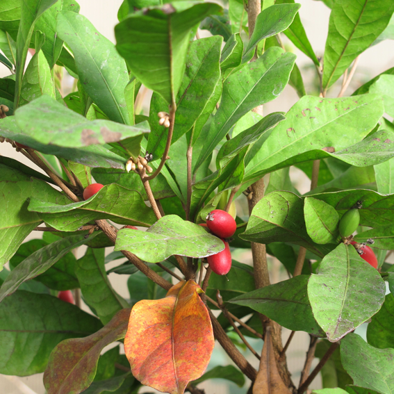 Miracle-fruit-on-the-plant