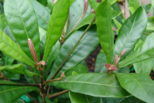 Leaves-of-Miracle-fruit-plant