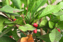 Miracle-fruit-on-the-plant