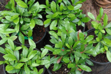 Miracle-fruit-plant