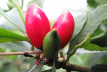 Miracle-fruit