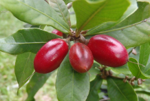 Ripe-Miracle-fruit-on-the-plant