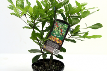 Whole-Miracle-fruit-plant