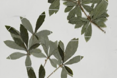 Dried-Miracle-fruit-plant