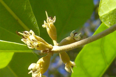 Flower-of-Miracle-fruit