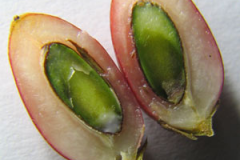 Half-cut-Miracle-Fruit