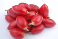 Miracle-fruit-collection