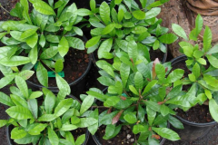 Miracle-fruit-plant