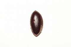Miracle-fruit-seed